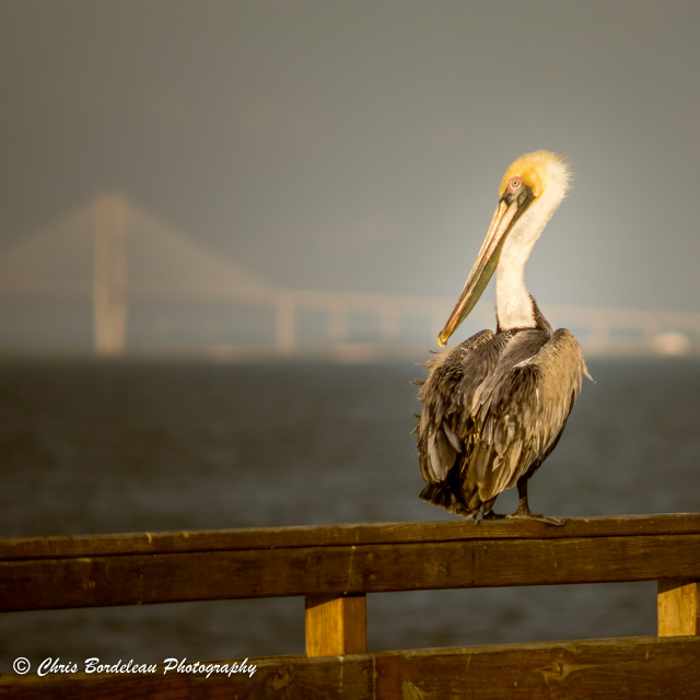 A Brown Pelican on St. Simons Island pier with this Sidney Lanier Bridge in the background