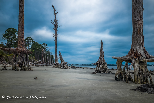 On driftwood beach, Jekyll Island in Georgia, a boneyard of giant live oaks and southern pines stand tall, fighting the sea, in a war they can’t win.