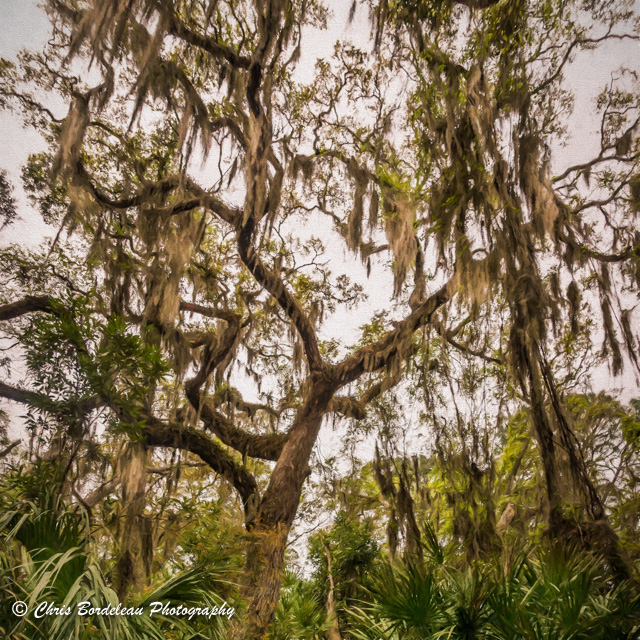 Spanish moss hangs from the branches of a live oak tree on Georgia’s Jekyll Island.